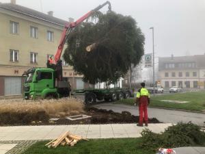 postavljanje smreke na ploščad
